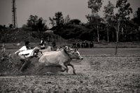 240 - BULL RUN - SEN DEBASIS - india <div